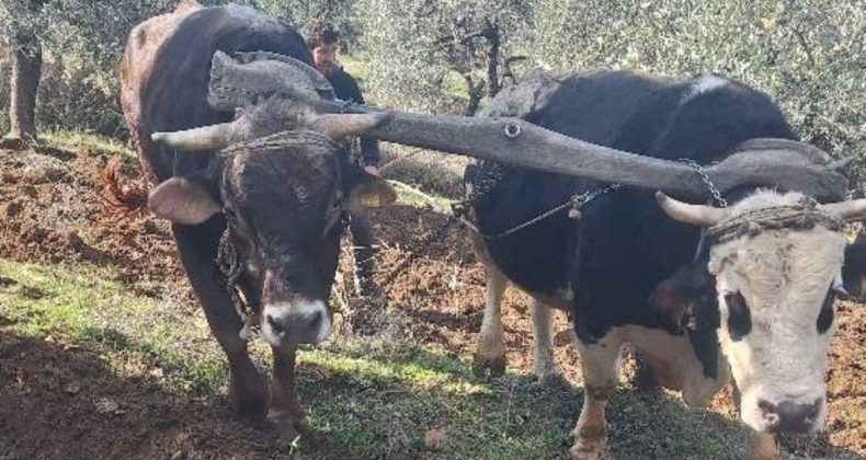 Aydın dağlarının sarp arazisinde eski usul tarım yapılıyor