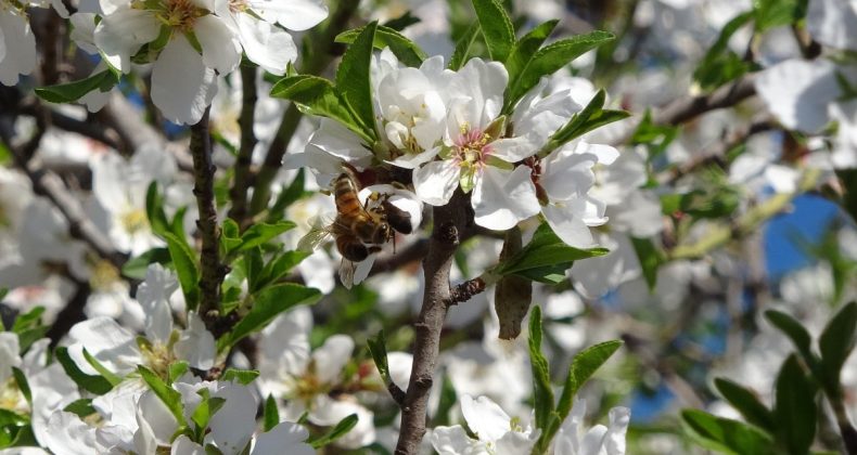 Mersin’de iklim değişikliği badem ağaçlarına 1,5 ay erken çiçek açtırdı