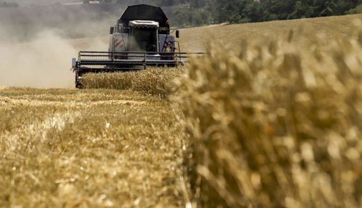 Rusya tahıl ihracatındaki başarısını sürdürmeye kararlı